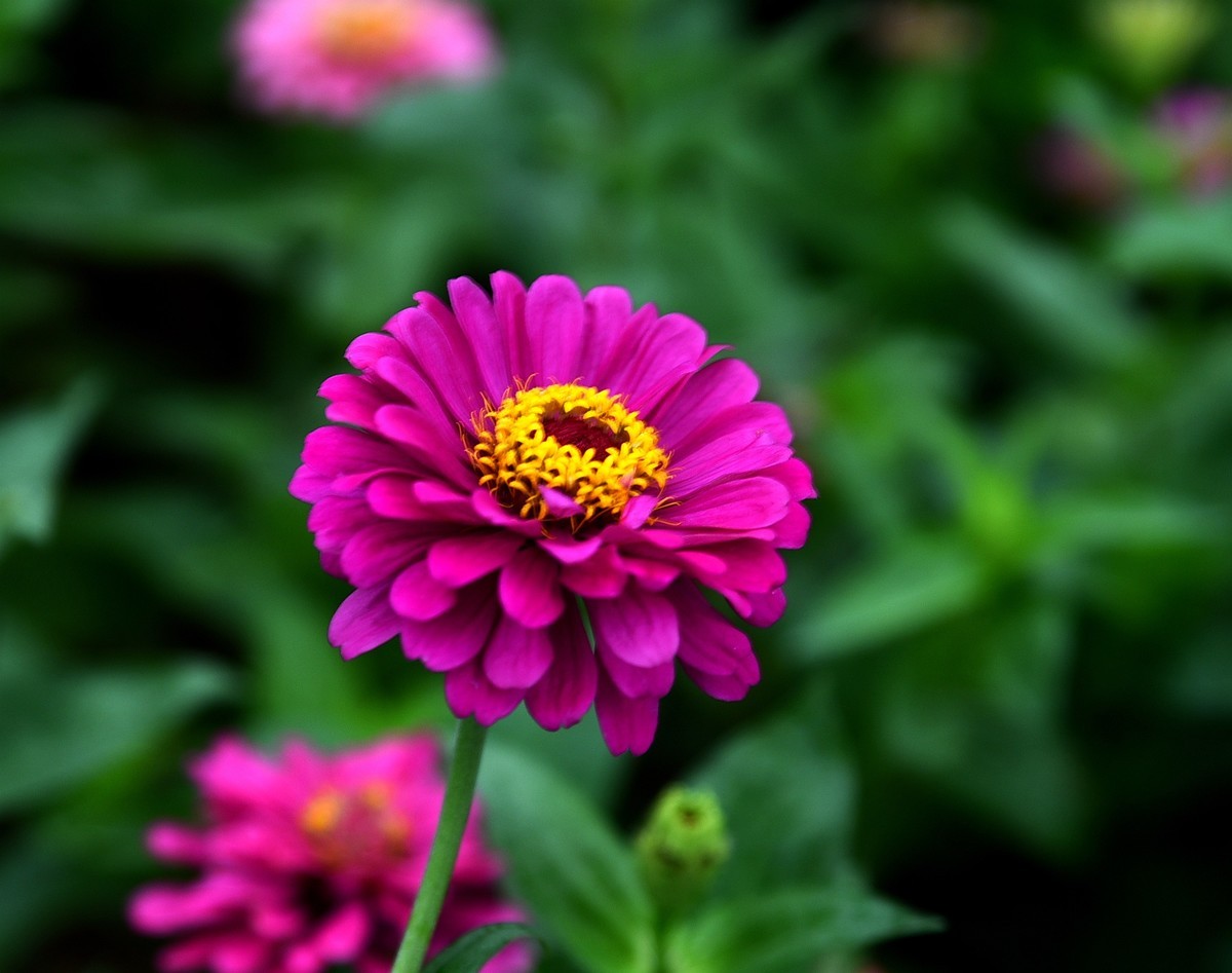 绵绵细雨中的体育公园小花！