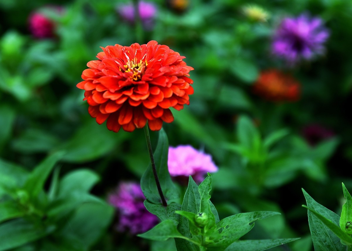 绵绵细雨中的体育公园小花！