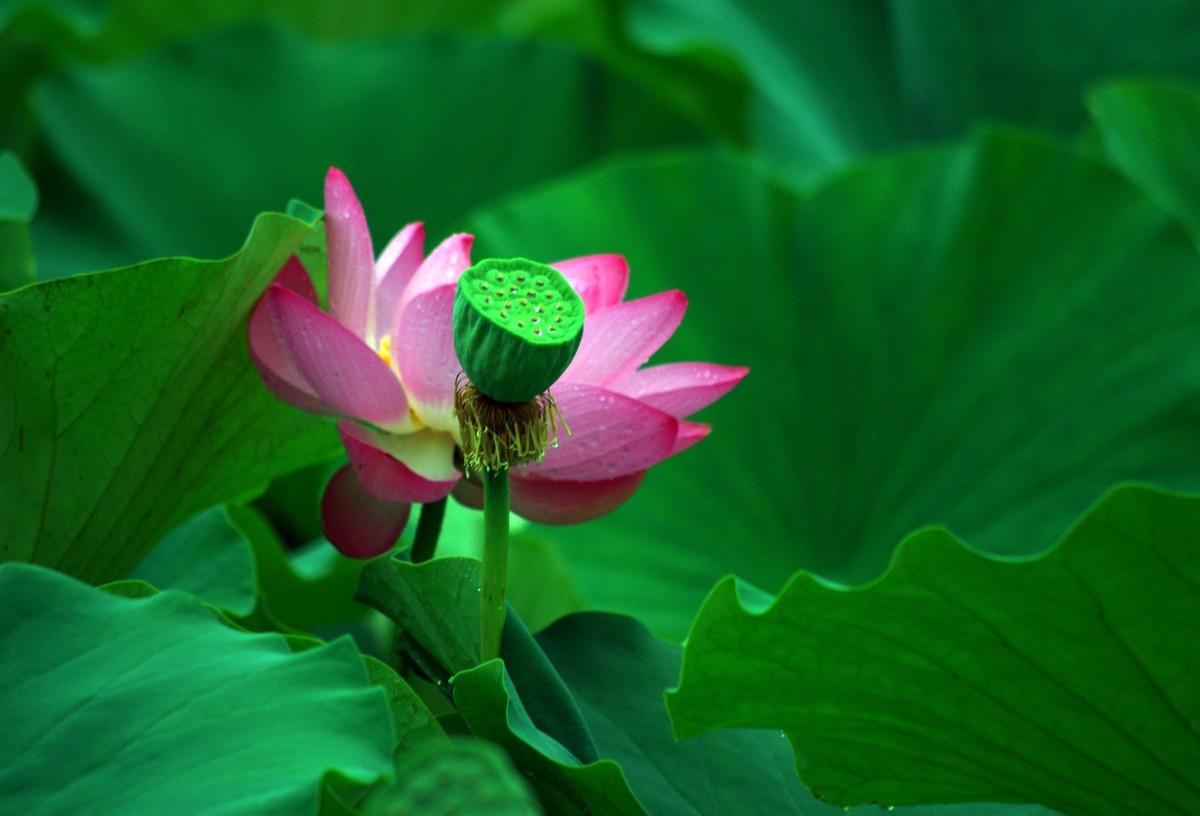 2023 —— 雨中的荷花