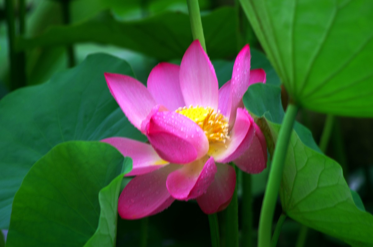 2023 —— 雨中的荷花