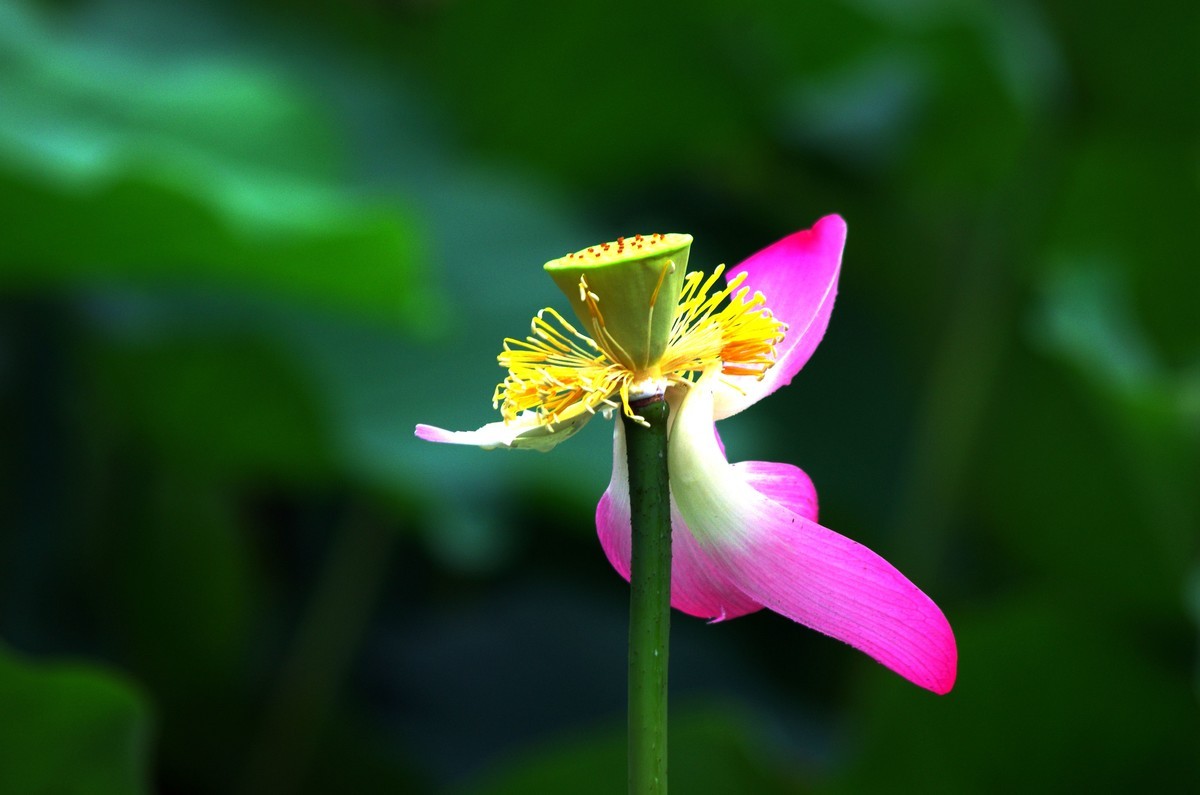 2023 —— 雨中的荷花