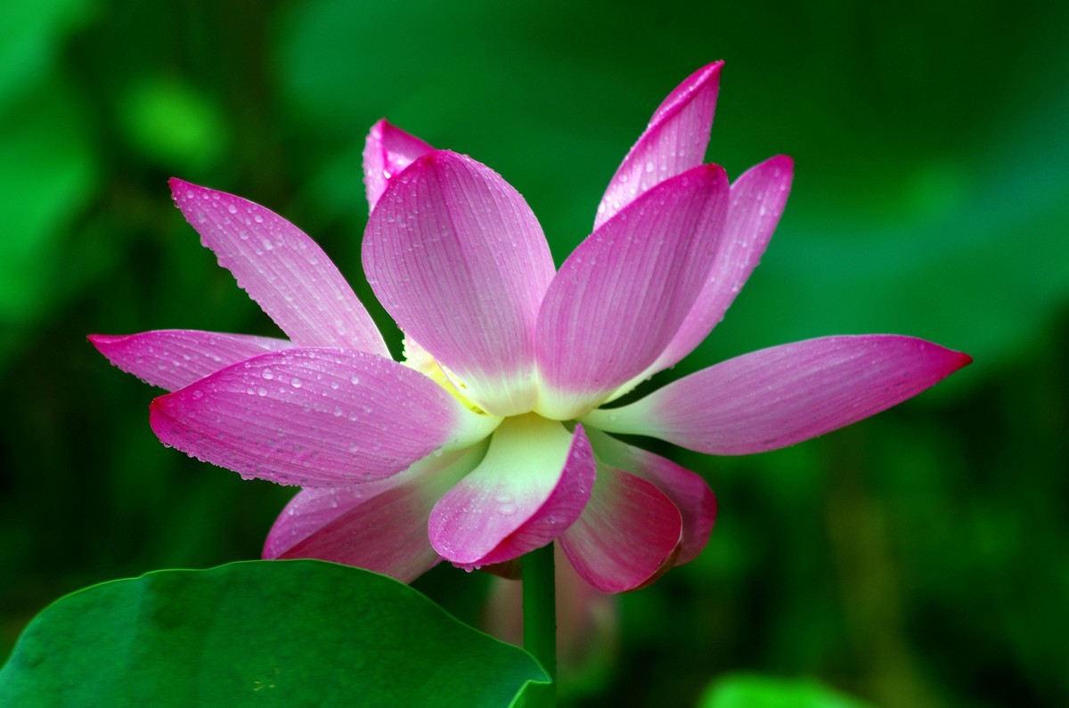 2023 —— 雨中的荷花