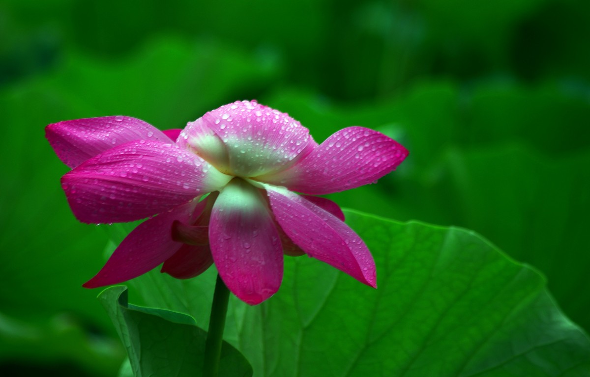 2023 —— 雨中的荷花