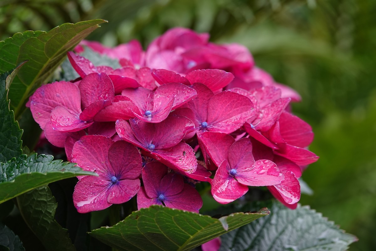 随意拍鲜花一组