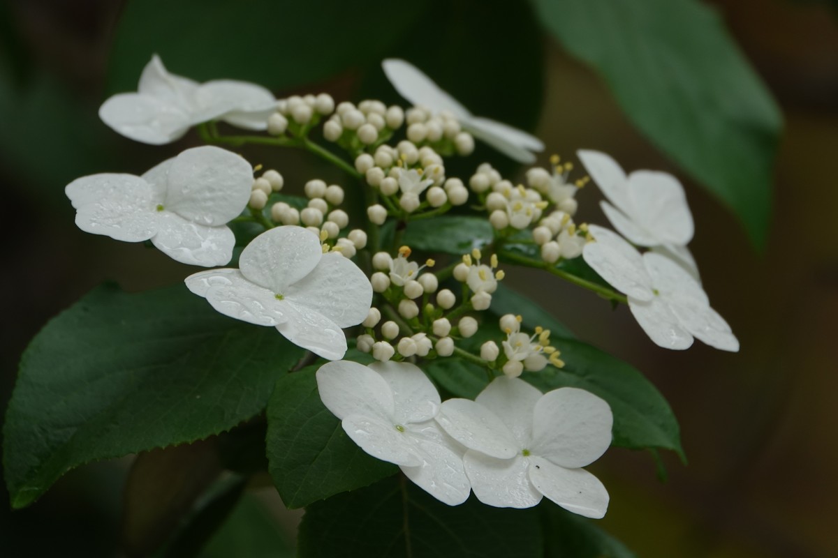 随意拍鲜花一组