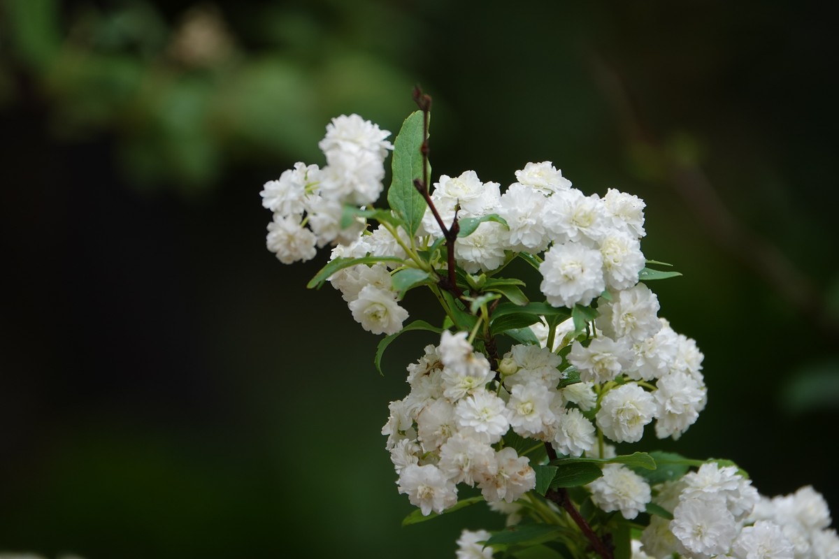 随意拍鲜花一组