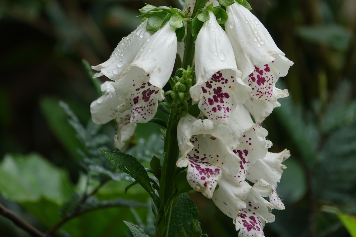 随意拍鲜花一组
