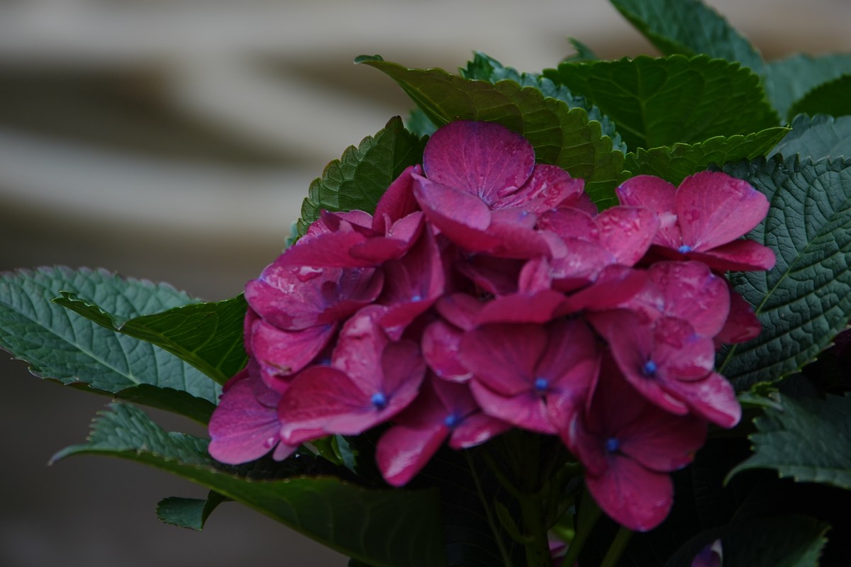 随意拍鲜花一组