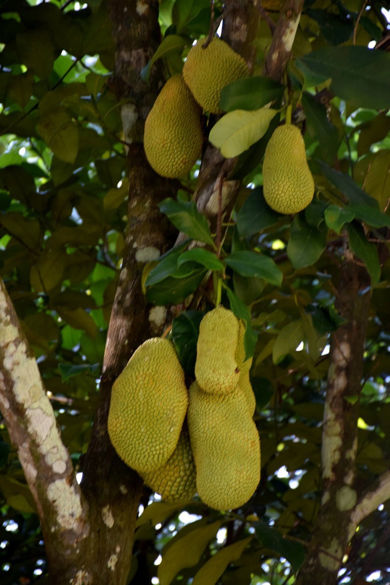 2024夏 海南环岛行（72）到达日月湾