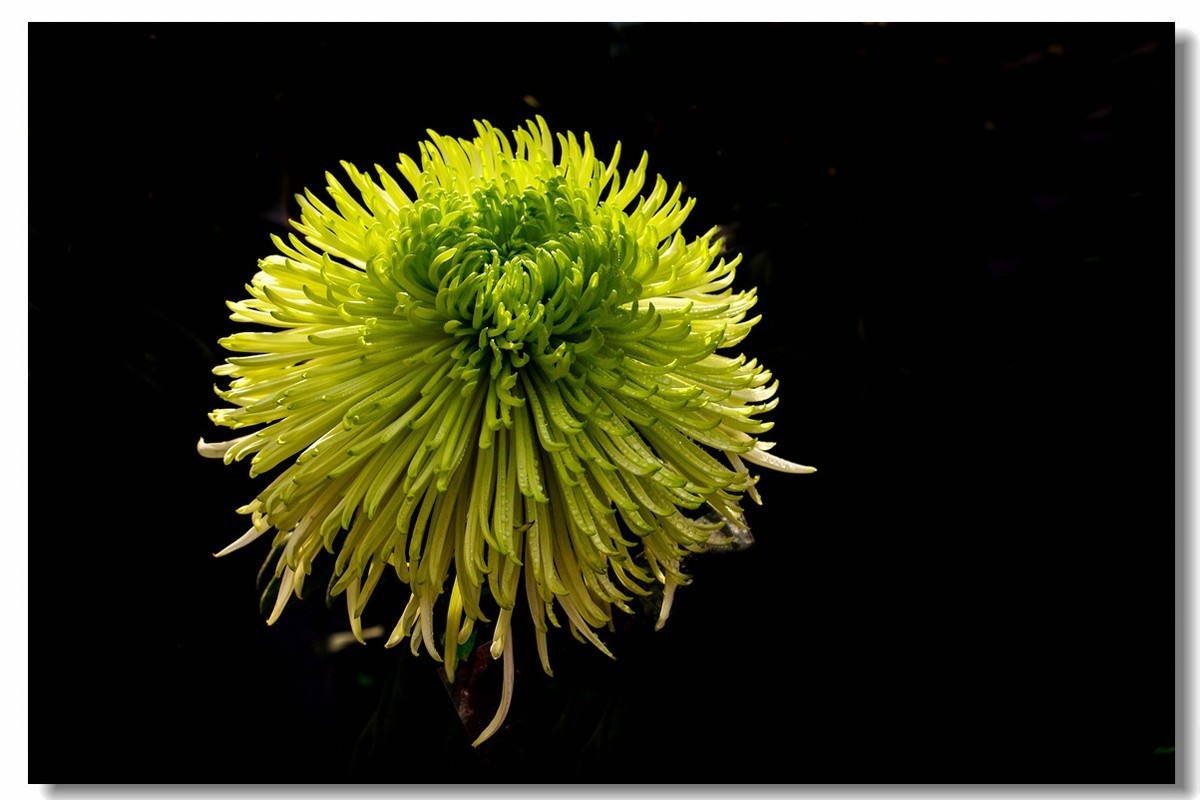 菊花——争芳斗艳（2）