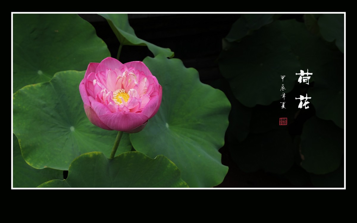 和和美美的的荷花