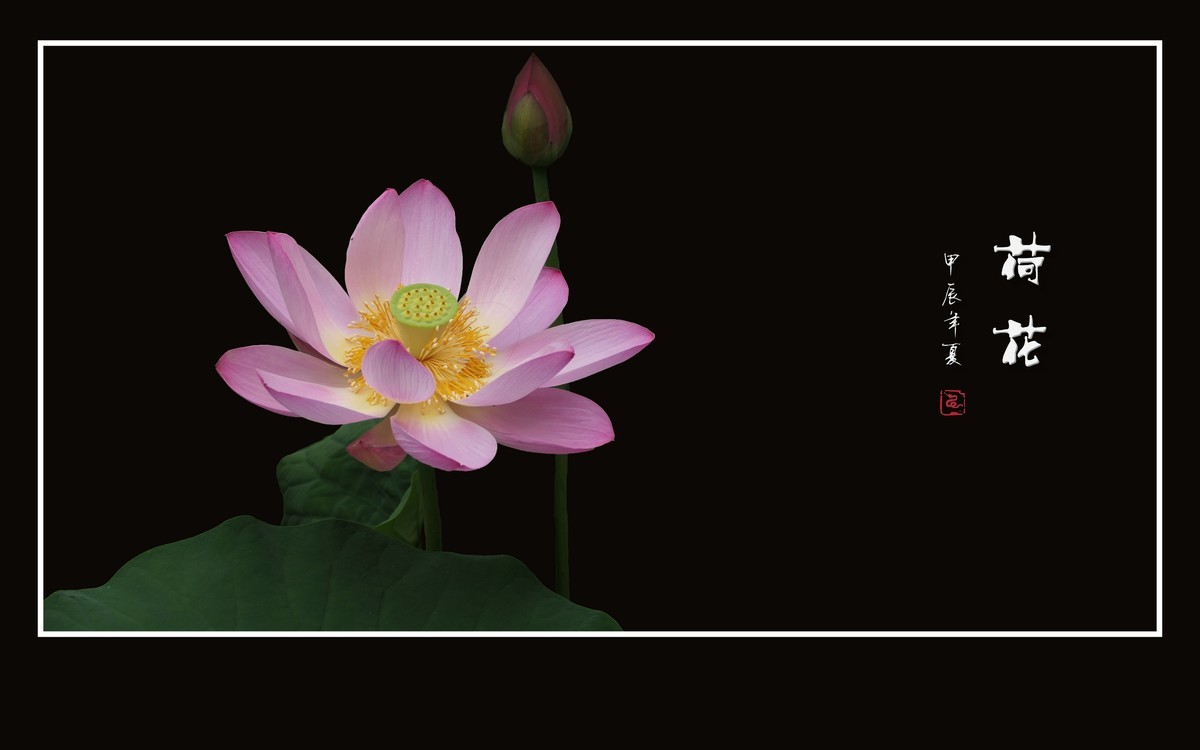 和和美美的的荷花