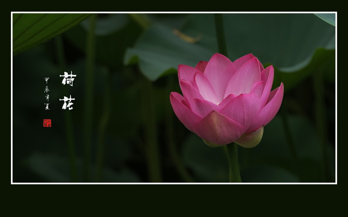 和和美美的的荷花