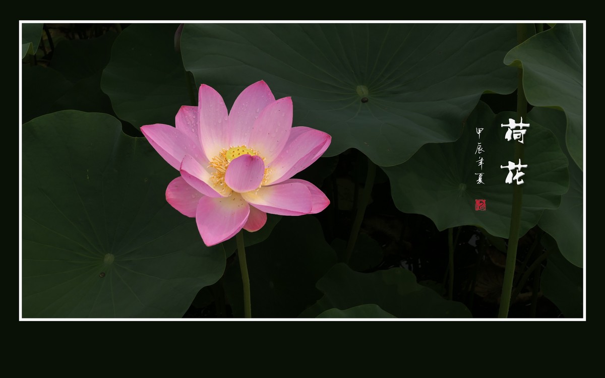 和和美美的的荷花