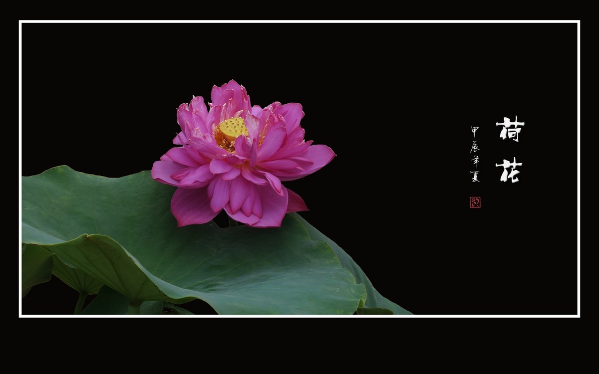 和和美美的的荷花