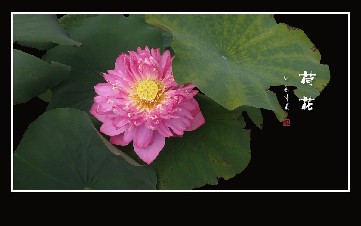 和和美美的的荷花