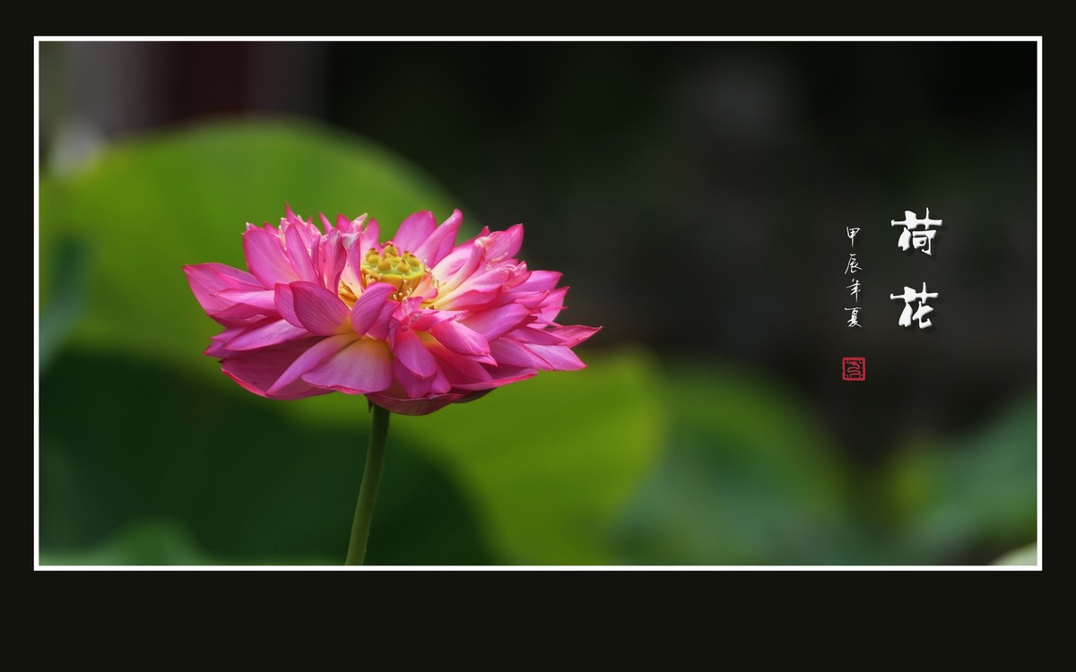 和和美美的的荷花