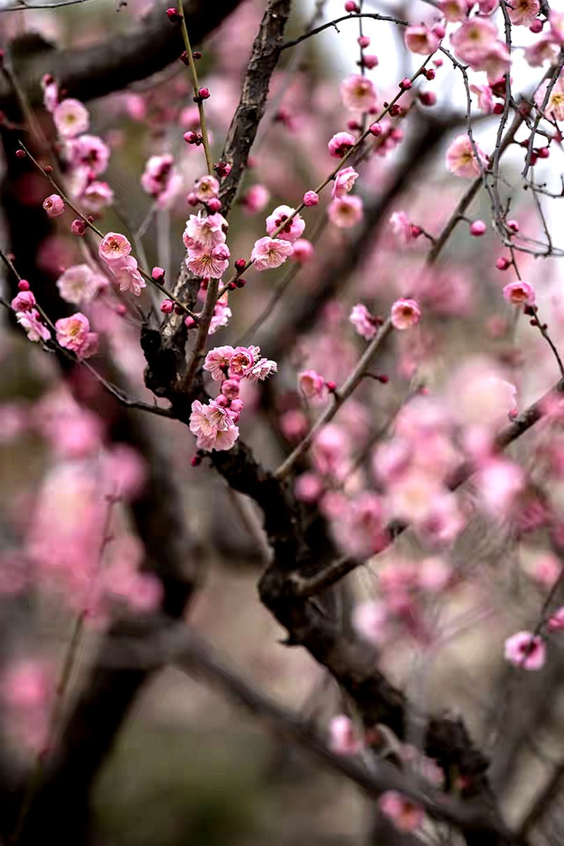 为见梅花辄入诗