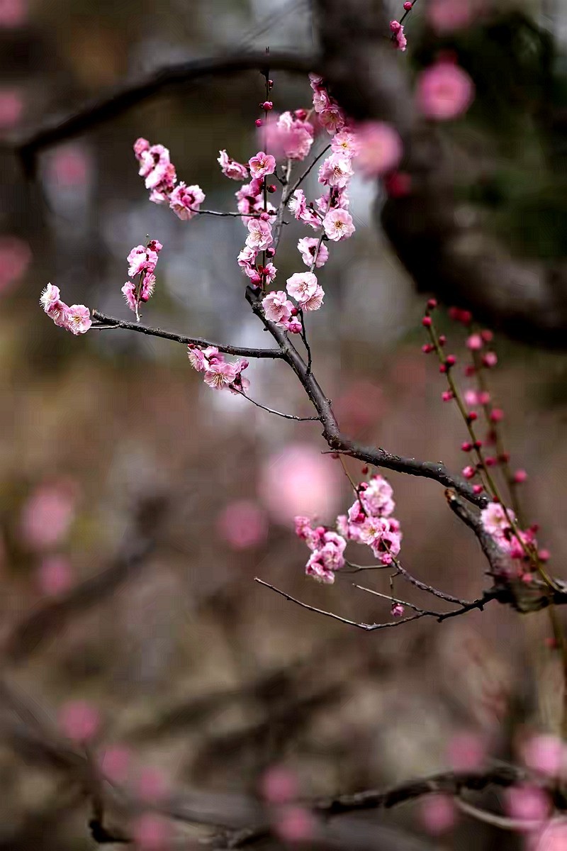 为见梅花辄入诗
