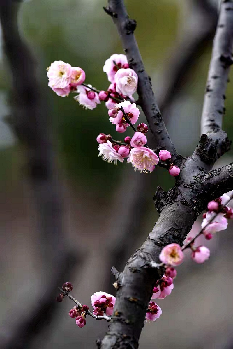 为见梅花辄入诗