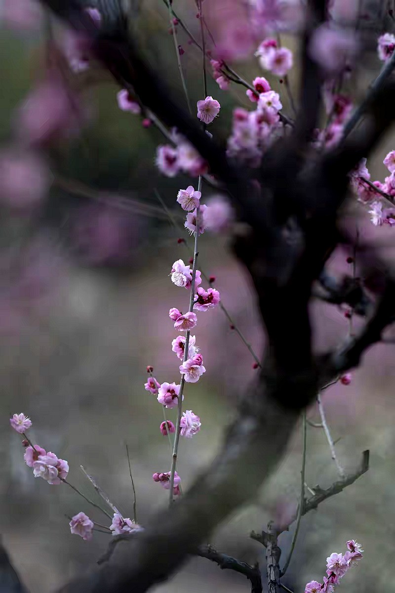 为见梅花辄入诗