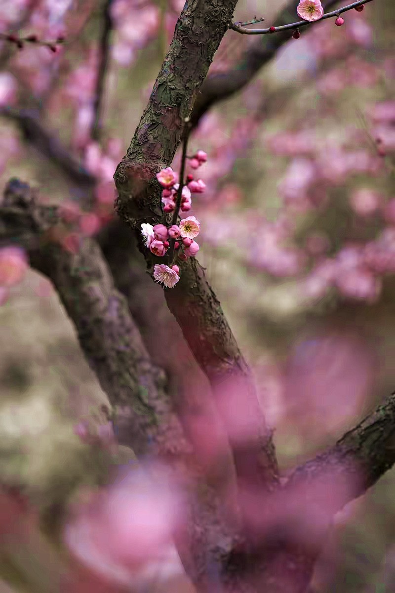 为见梅花辄入诗