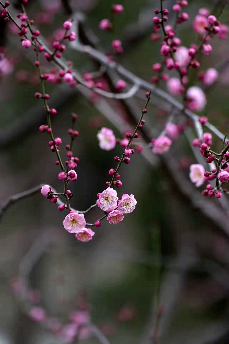 为见梅花辄入诗