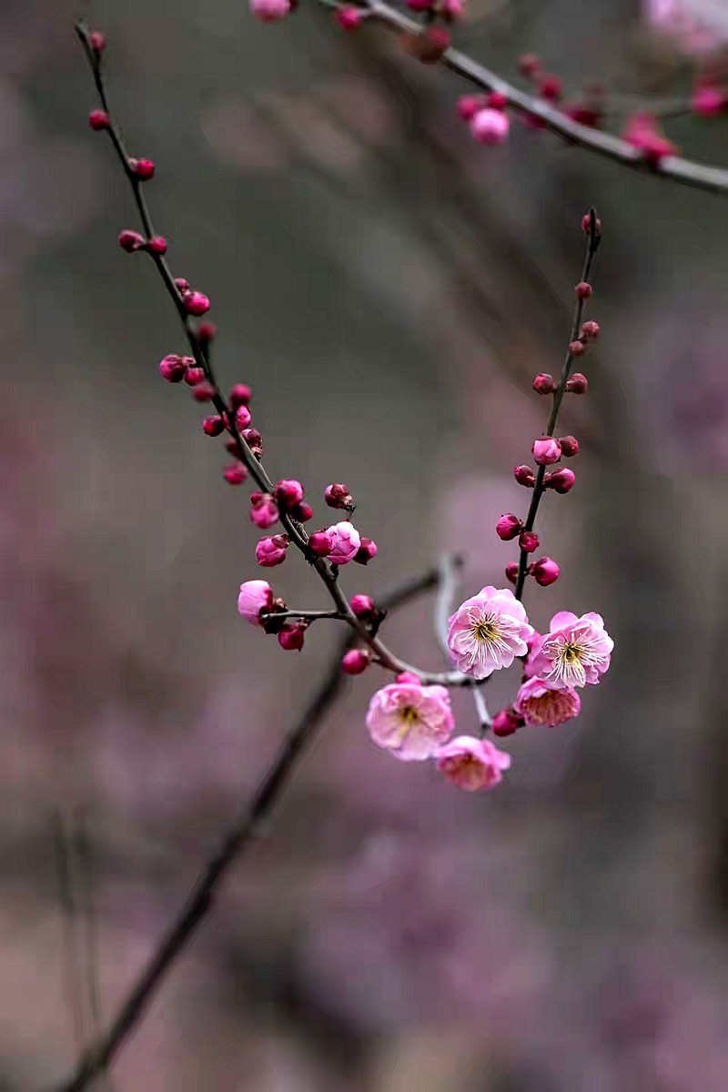为见梅花辄入诗