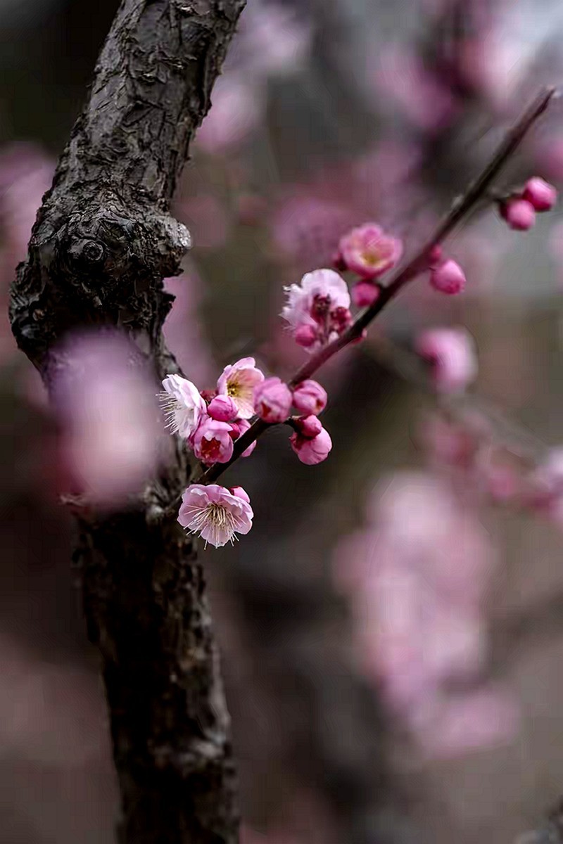 为见梅花辄入诗