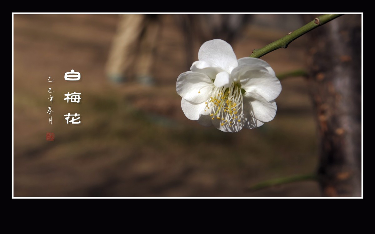 冰清玉洁的白梅花
