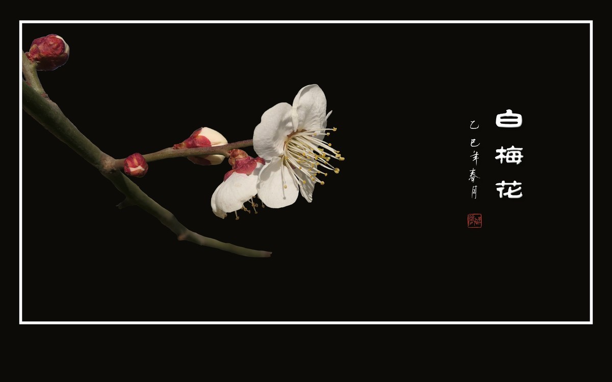 冰清玉洁的白梅花