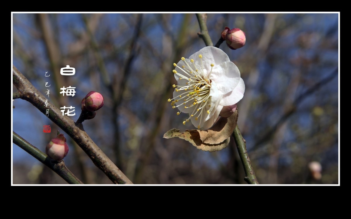 冰清玉洁的白梅花