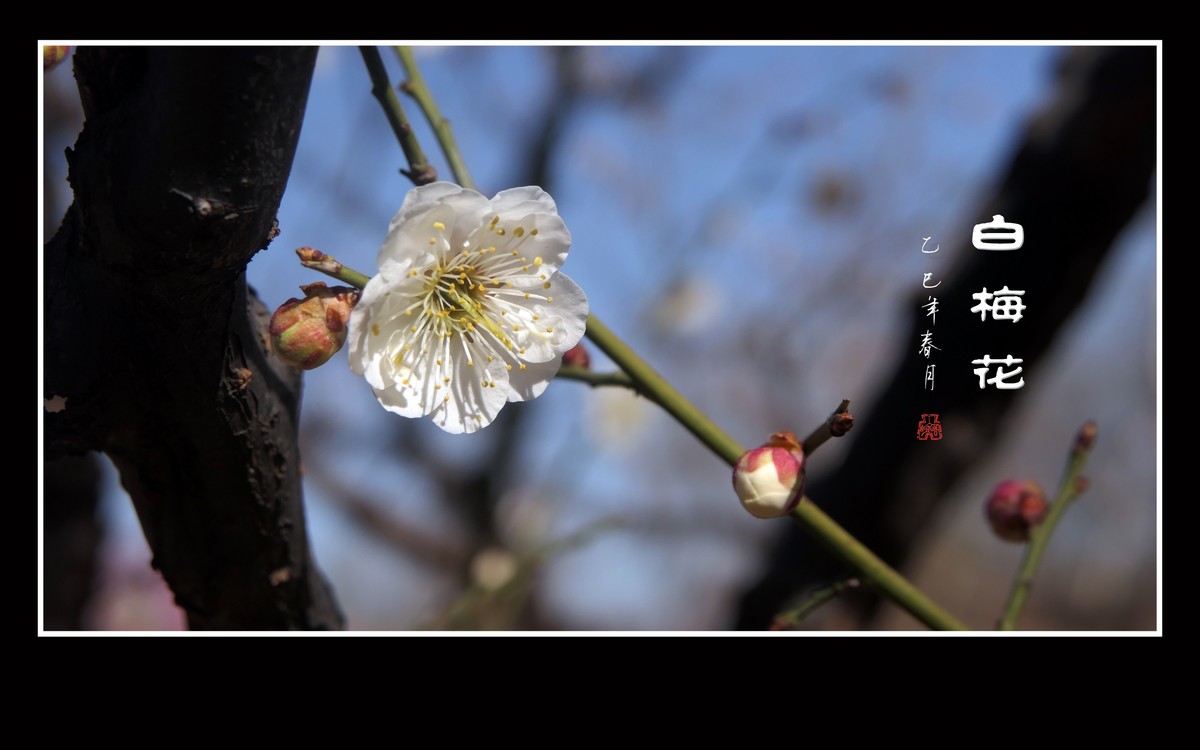 冰清玉洁的白梅花