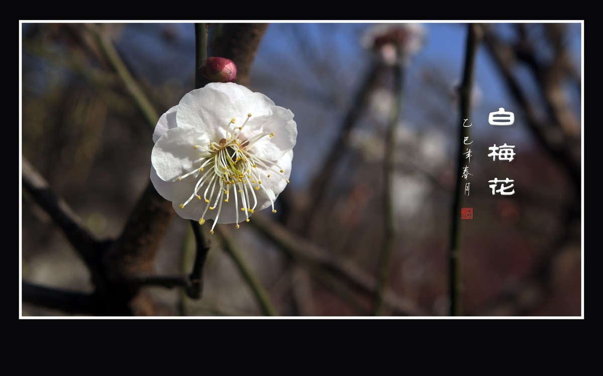 冰清玉洁的白梅花