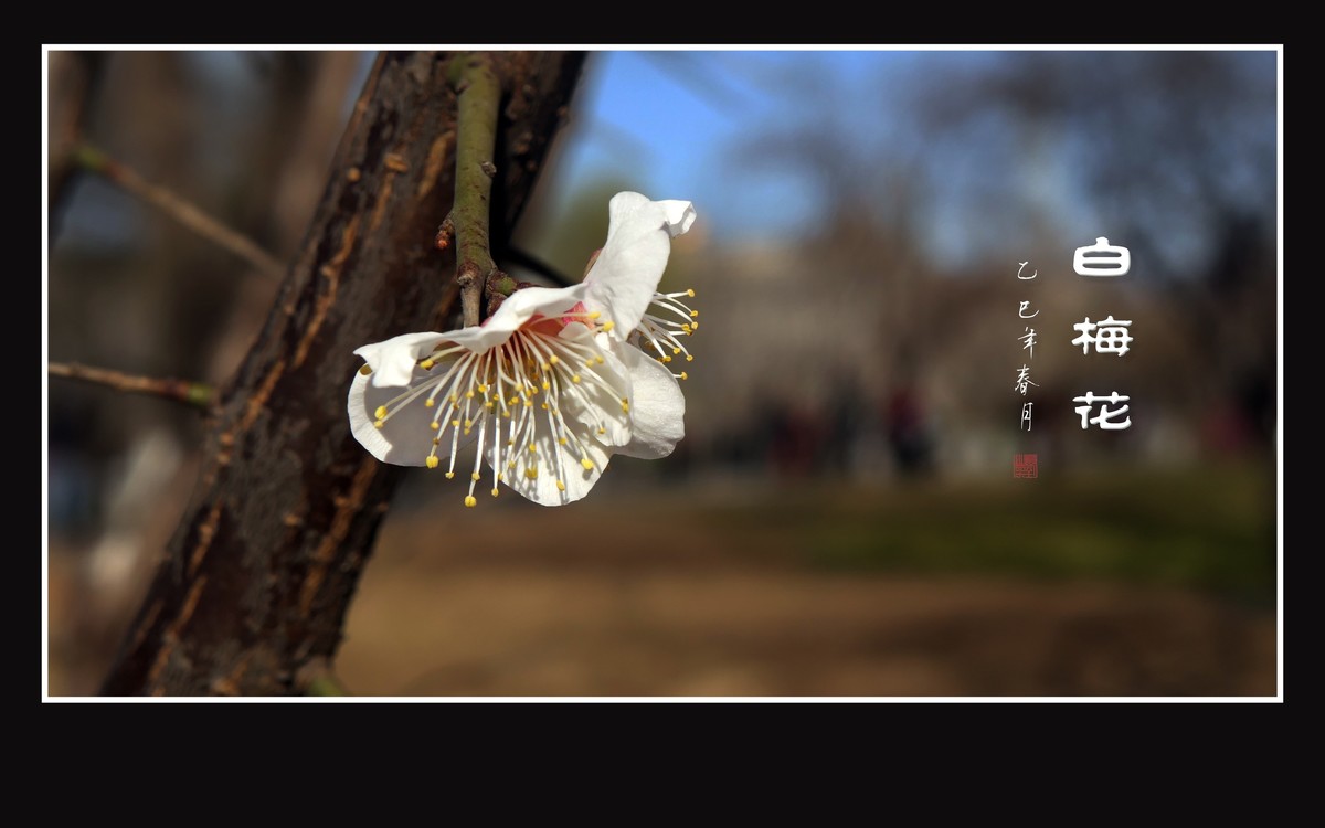 冰清玉洁的白梅花