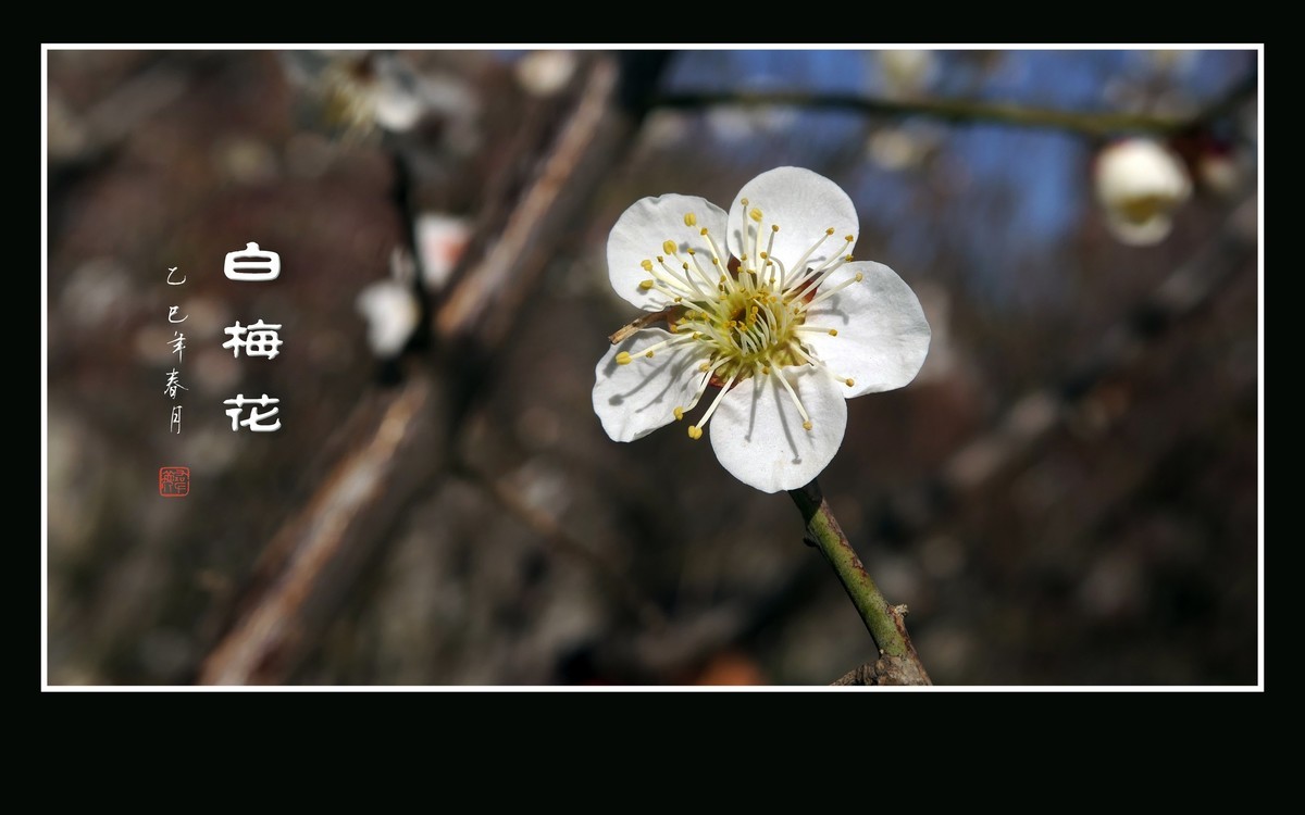 冰清玉洁的白梅花