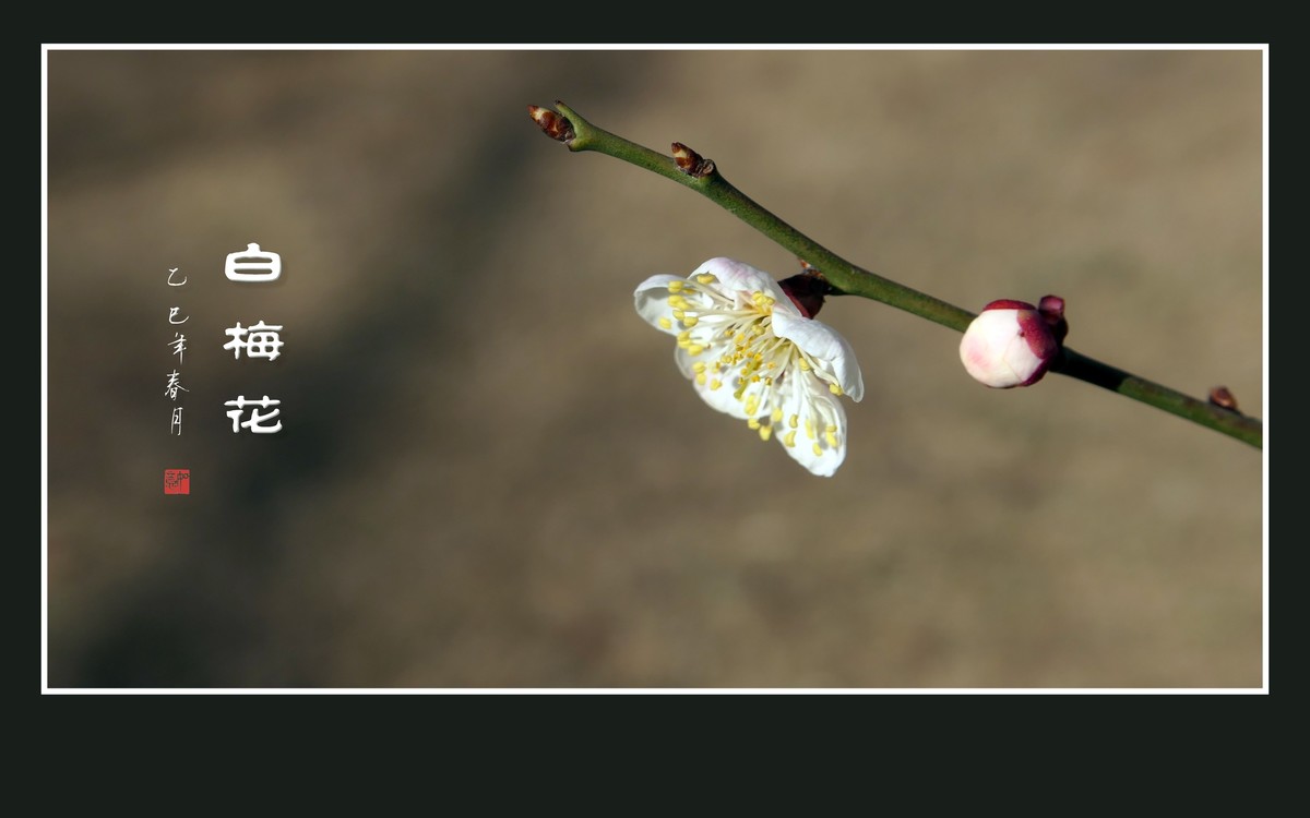 冰清玉洁的白梅花