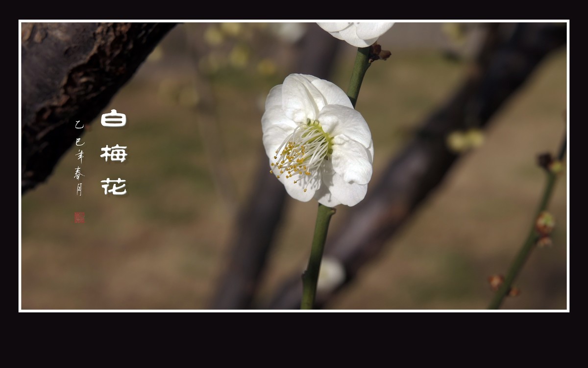 冰清玉洁的白梅花