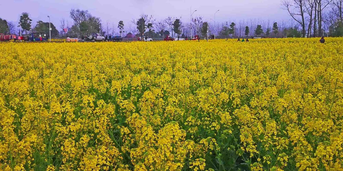 油菜花海