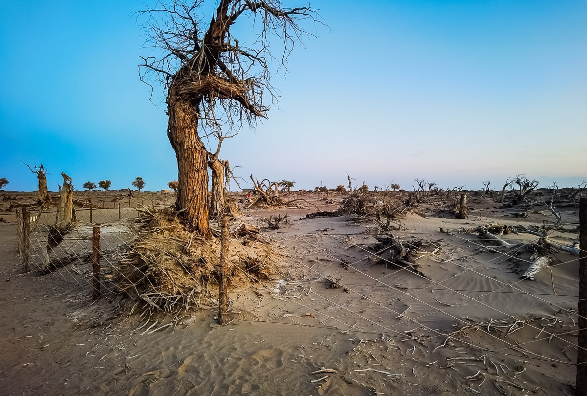 酒泉怪树林掠影