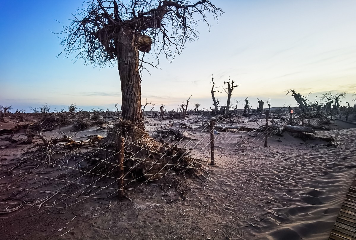 酒泉怪树林掠影