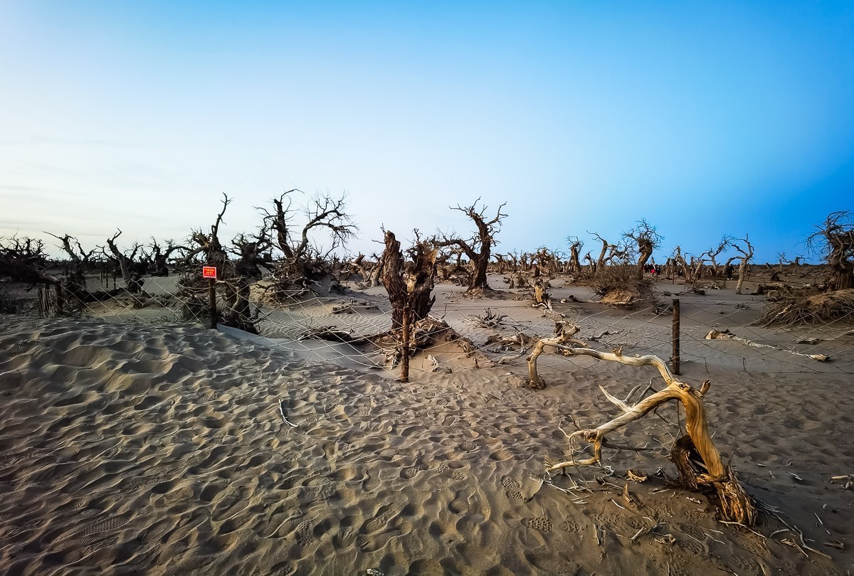 酒泉怪树林掠影