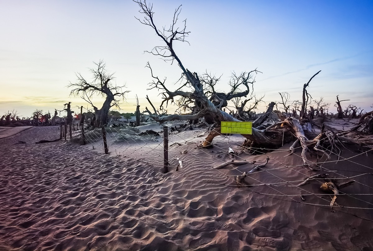 酒泉怪树林掠影