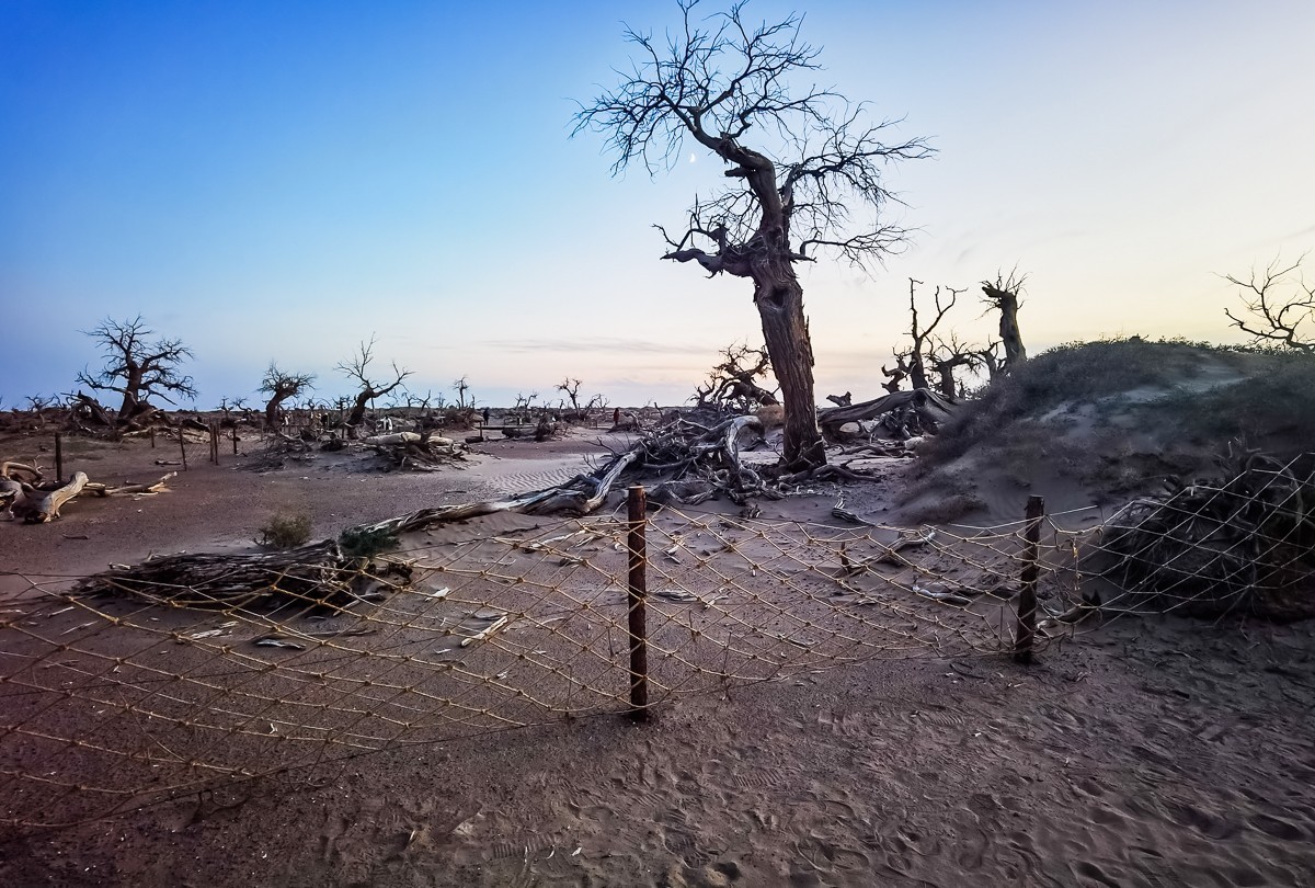 酒泉怪树林掠影