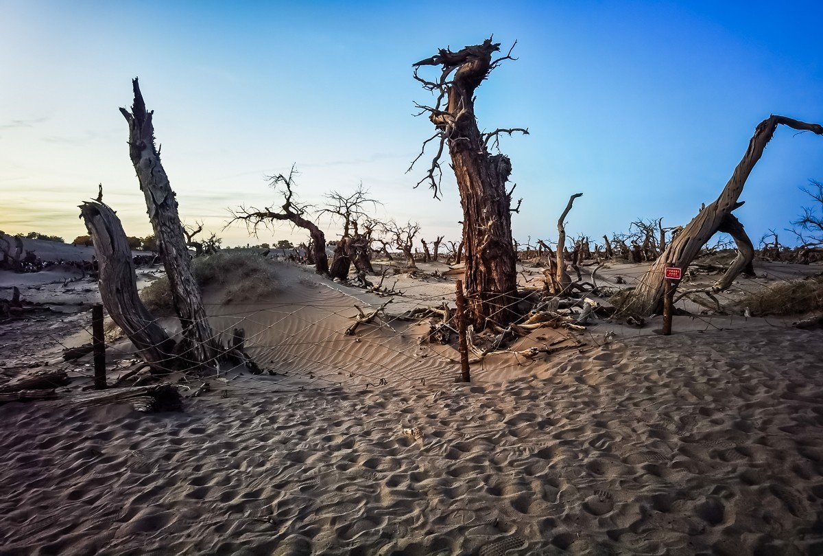 酒泉怪树林掠影
