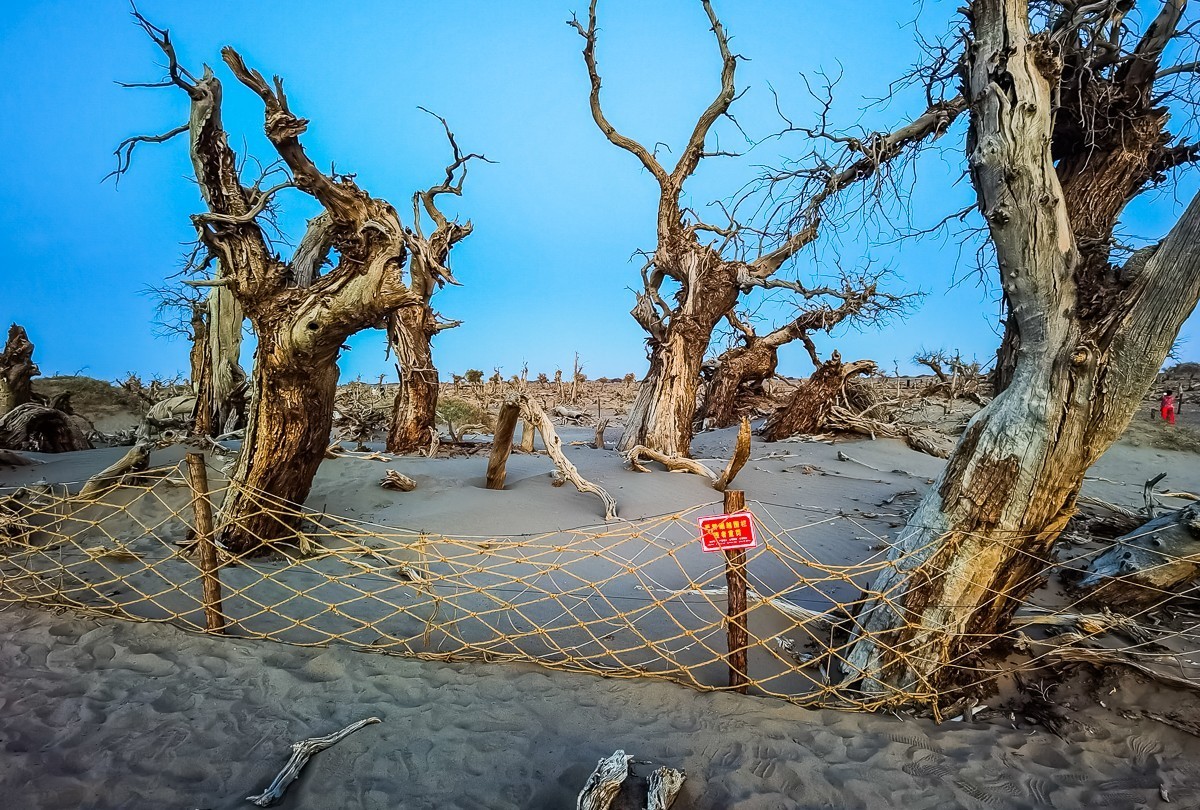 酒泉怪树林掠影