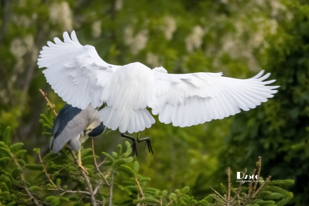 大连鹭鸟基地（11）