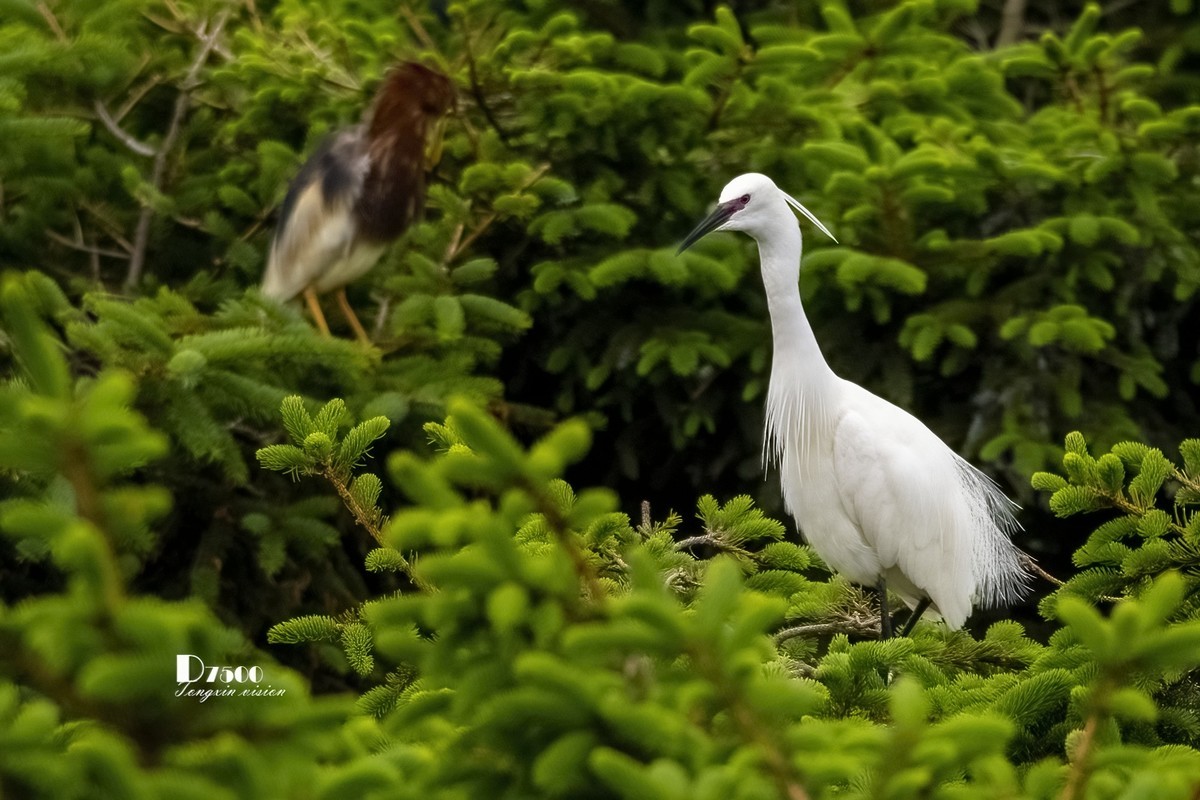 大连鹭鸟基地（11）