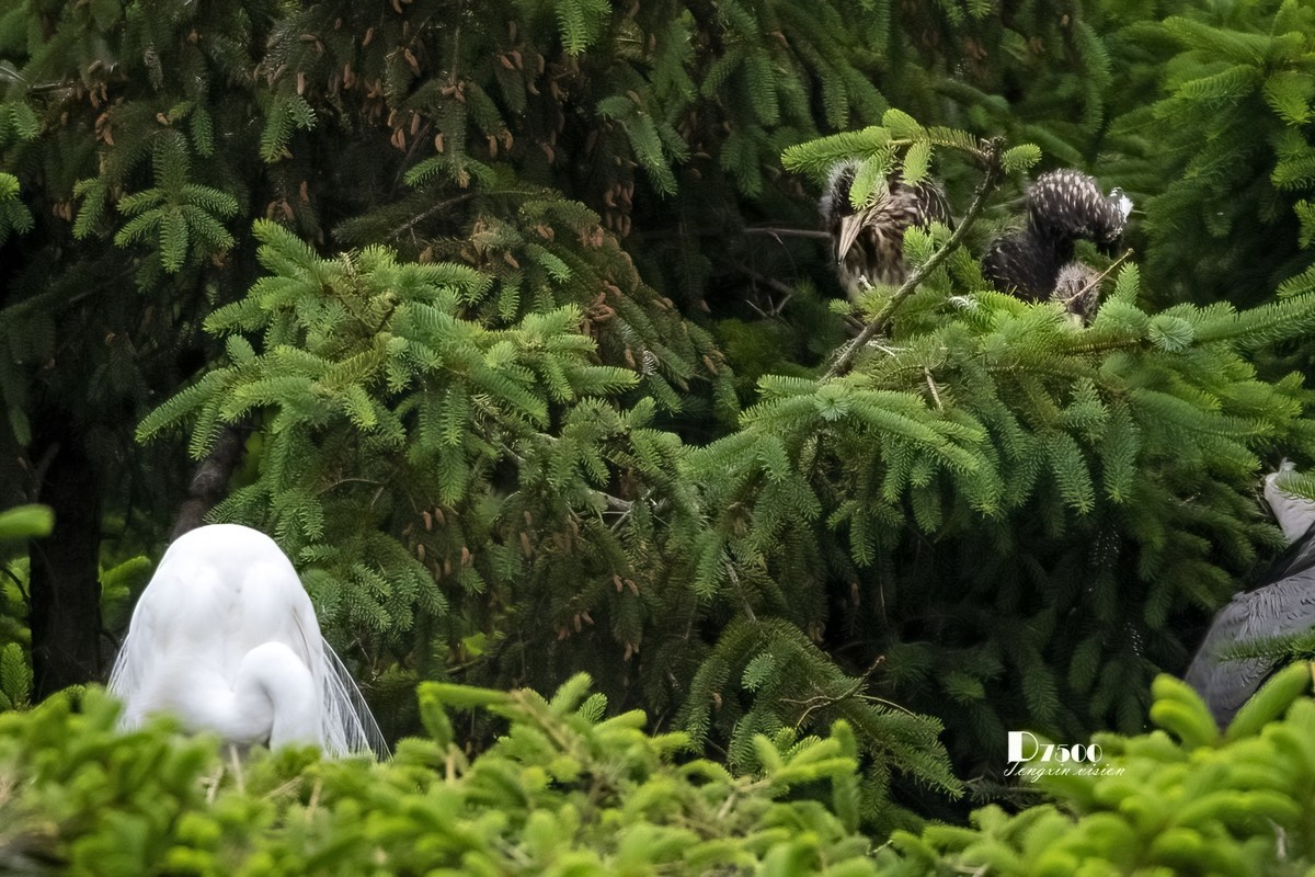 大连鹭鸟基地（11）