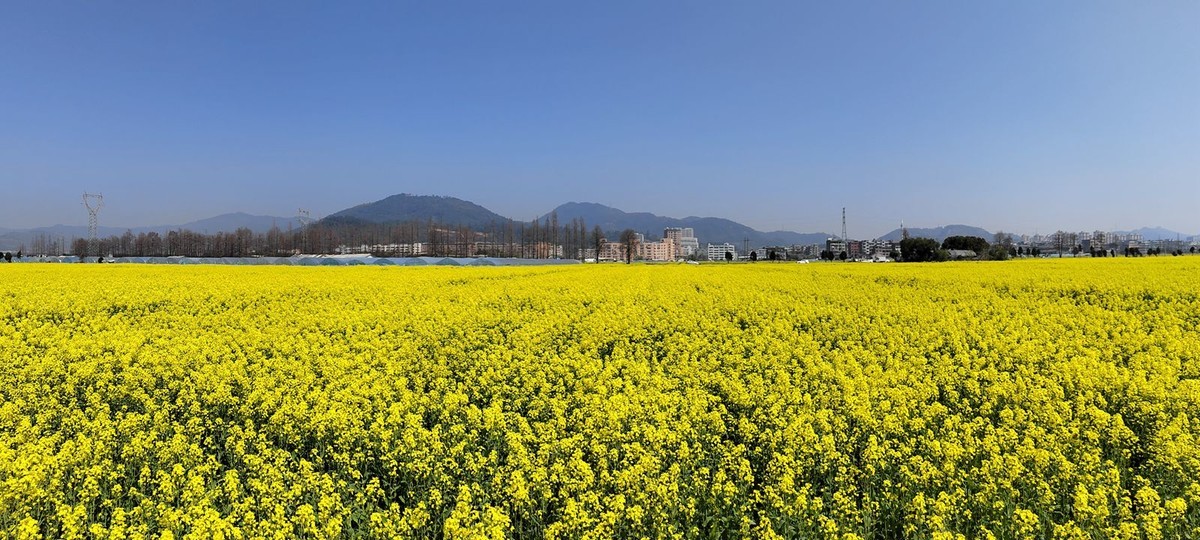 郭溪任桥村油菜花